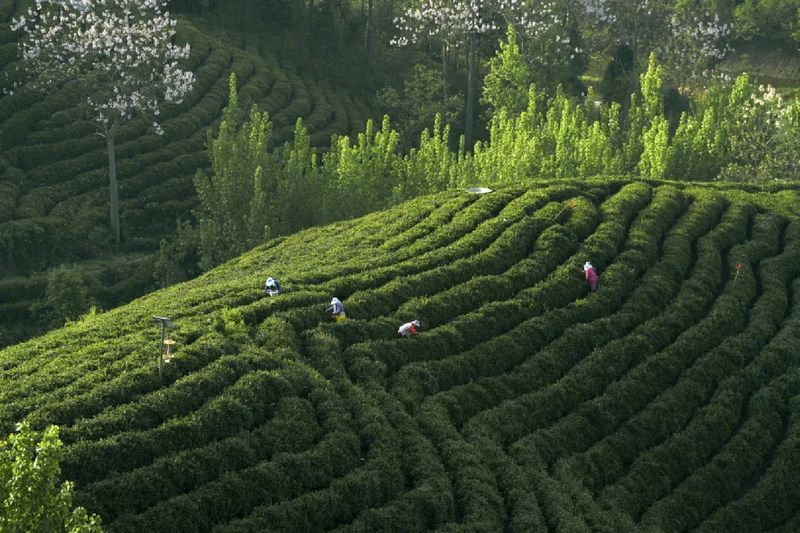 关于明前茶减产，导致“因稀而贵”！2024年贵州春茶产销情况调查报告（第二期）发布的新闻(2)