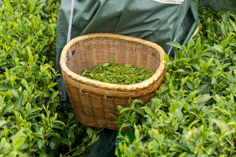 关于明前茶减产，导致“因稀而贵”！2024年贵州春茶产销情况调查报告（第二期）发布的新闻