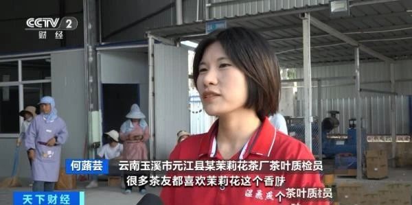 关于1公斤70元！云南元江千亩茉莉花价创历史新高！是奶茶带火了它的最新消息(4)