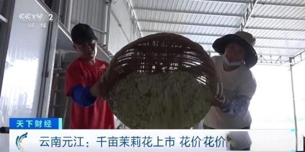 关于1公斤70元！云南元江千亩茉莉花价创历史新高！是奶茶带火了它的最新消息(3)