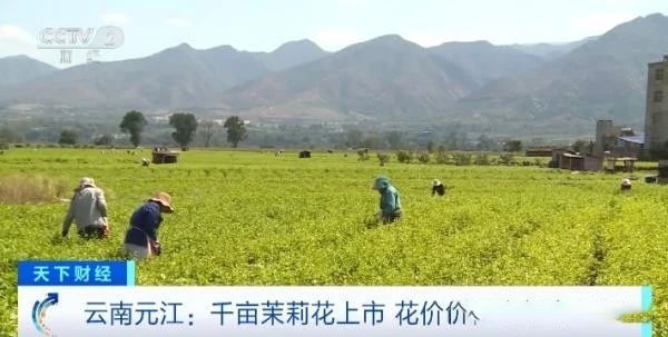 关于1公斤70元！云南元江千亩茉莉花价创历史新高！是奶茶带火了它的最新消息(5)