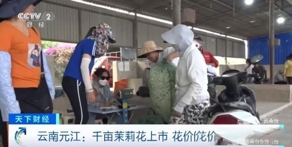 关于1公斤70元！云南元江千亩茉莉花价创历史新高！是奶茶带火了它的最新消息(1)
