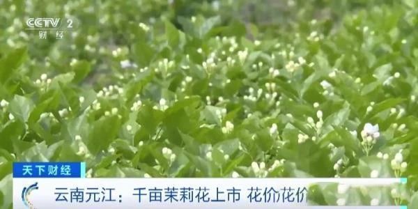 关于1公斤70元！云南元江千亩茉莉花价创历史新高！是奶茶带火了它的最新消息