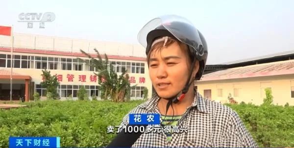 关于1公斤70元！云南元江千亩茉莉花价创历史新高！是奶茶带火了它的最新消息(2)