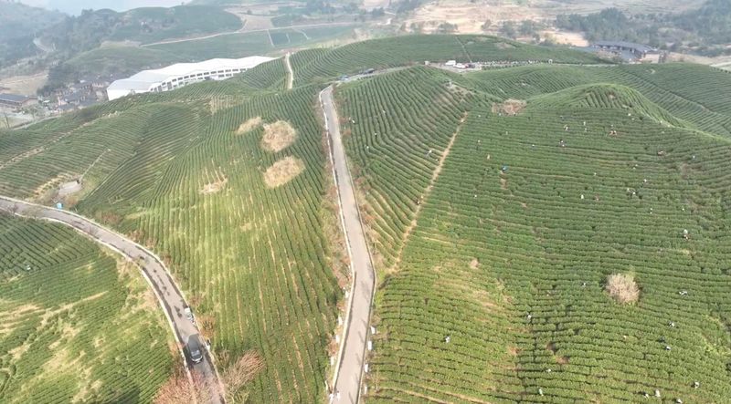 关于2024年都匀毛尖茶人会系列活动之好花红惠水“上春山·采春茶”活动今日在惠水举行的资讯(7)