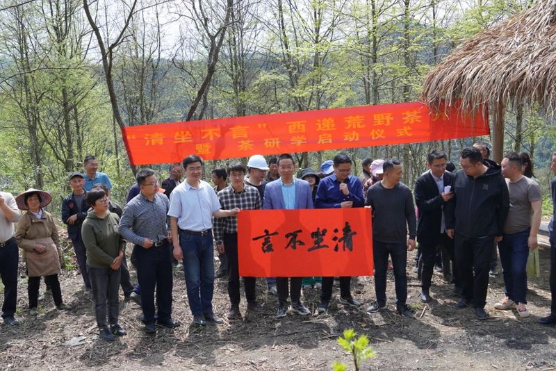 有关于“清坐不言”西递荒野茶开采暨茶研学启动仪式成功举办的内容