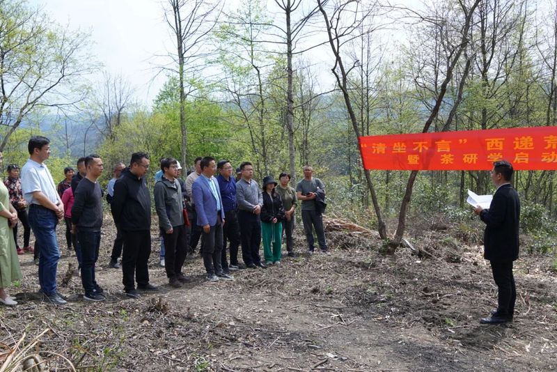 有关于“清坐不言”西递荒野茶开采暨茶研学启动仪式成功举办的内容(4)