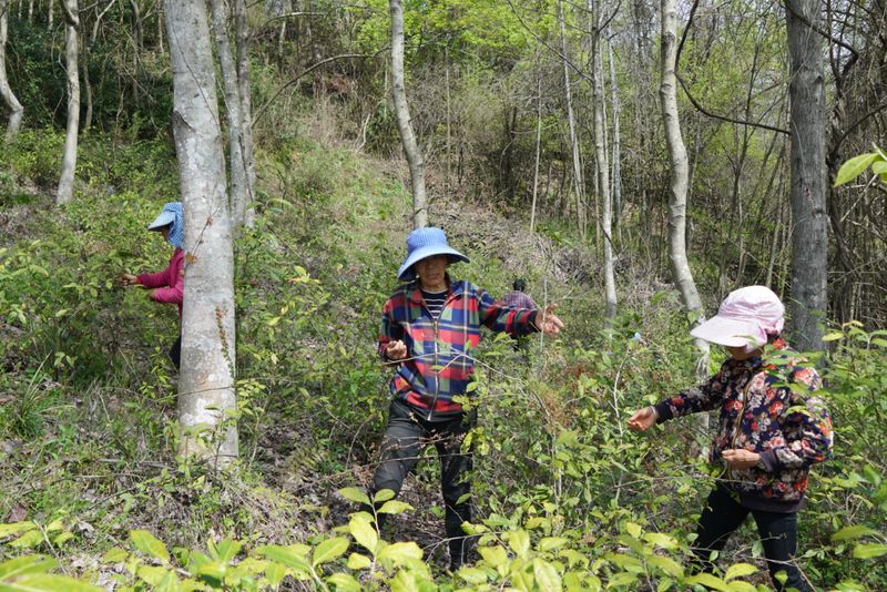 有关于“清坐不言”西递荒野茶开采暨茶研学启动仪式成功举办的内容(5)