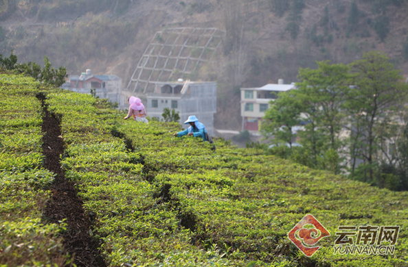 关于广南者太乡：春茶“吐翠”增收“出穗”的相关内容