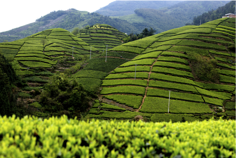 关于高山藏深香，龙井在越乡——“越乡杯”2024浙江省龙井茶炒制技能大赛之承办单位风采的内容(14)
