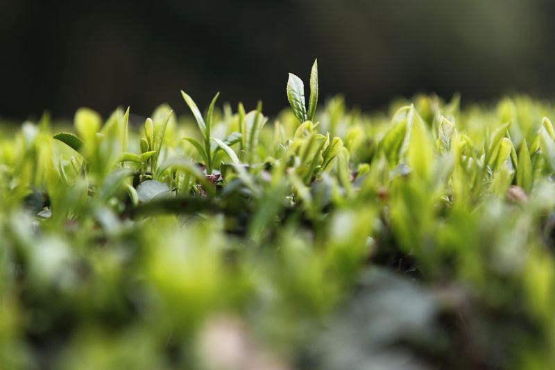 关于高山藏深香，龙井在越乡——“越乡杯”2024浙江省龙井茶炒制技能大赛之承办单位风采的内容(10)