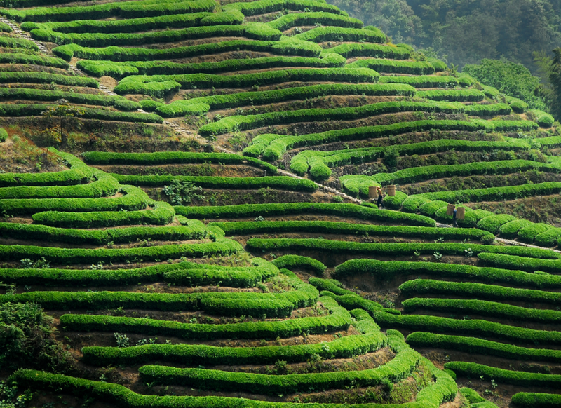 关于高山藏深香，龙井在越乡——“越乡杯”2024浙江省龙井茶炒制技能大赛之承办单位风采的内容(9)