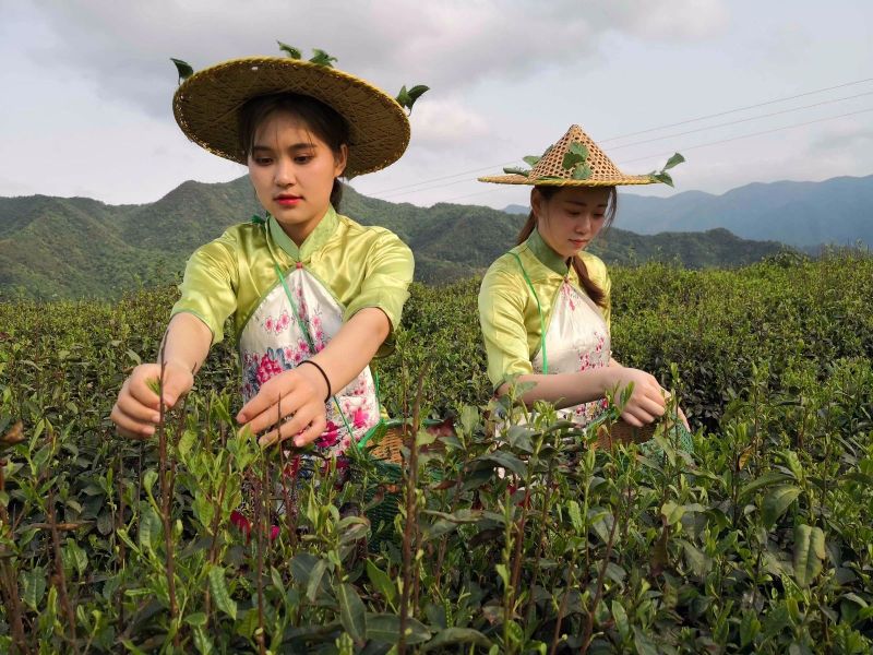 关于高山藏深香，龙井在越乡——“越乡杯”2024浙江省龙井茶炒制技能大赛之承办单位风采的内容(5)