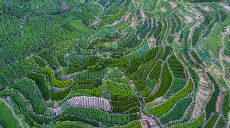 关于高山藏深香，龙井在越乡——“越乡杯”2024浙江省龙井茶炒制技能大赛之承办单位风采的内容(7)