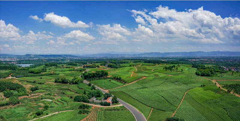 关于高山藏深香，龙井在越乡——“越乡杯”2024浙江省龙井茶炒制技能大赛之承办单位风采的内容(11)