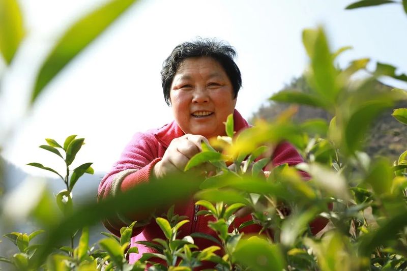 有关于汉滨21万亩春茶抢“鲜”开采啦！的内容(1)