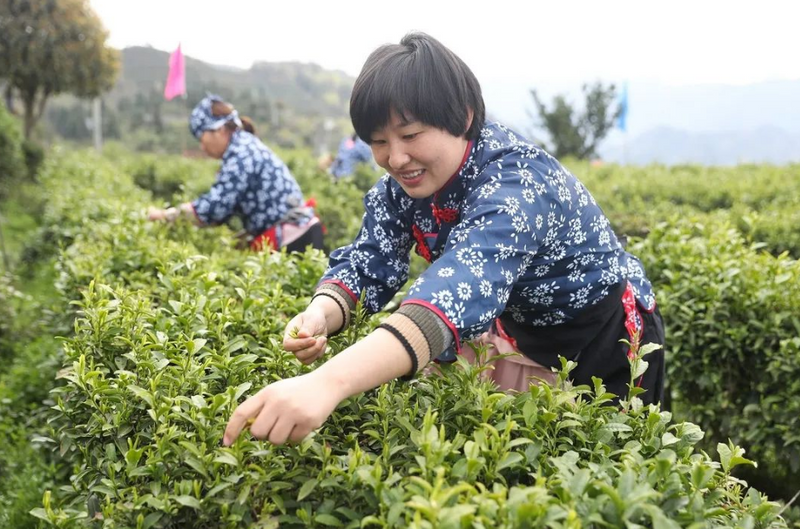 有关于汉滨21万亩春茶抢“鲜”开采啦！的内容(2)