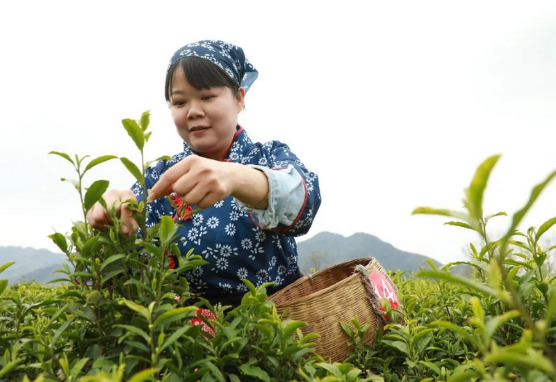 有关于汉滨21万亩春茶抢“鲜”开采啦！的内容(3)