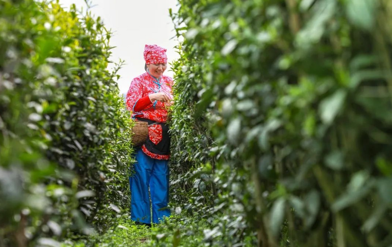 有关于汉滨21万亩春茶抢“鲜”开采啦！的内容(5)