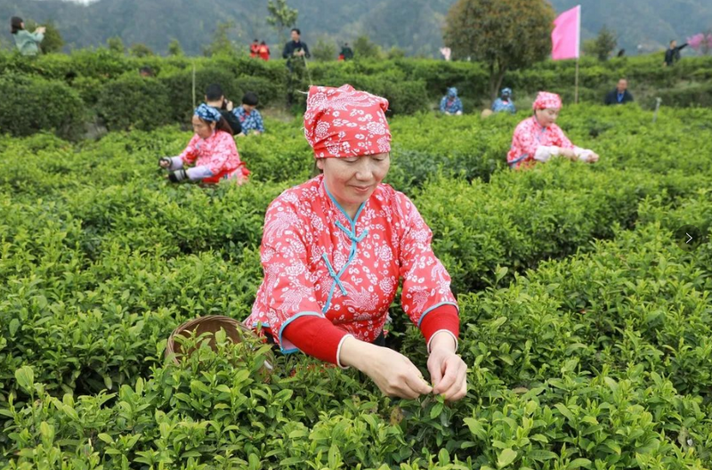 有关于汉滨21万亩春茶抢“鲜”开采啦！的内容(4)