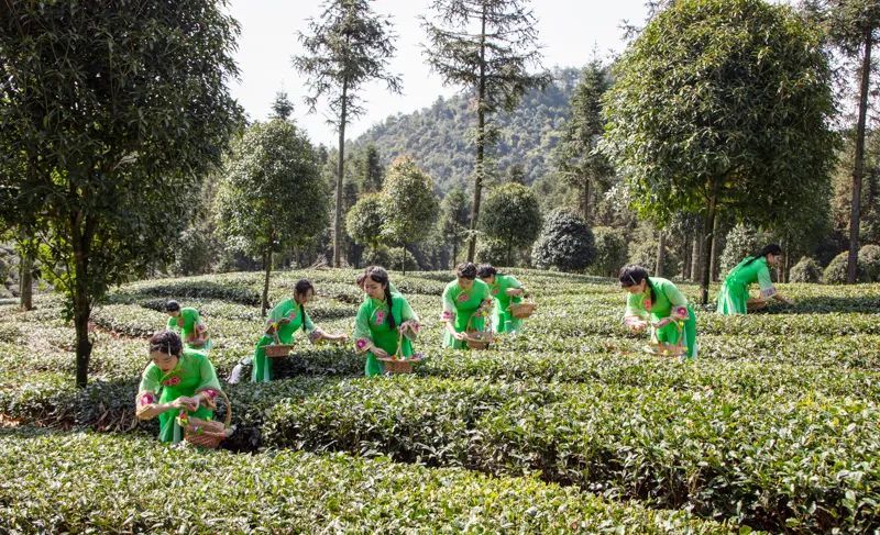 关于第十六届贵州茶产业博览会凤冈活动之凤冈县第二十届祭茶大典举行的新闻(2)