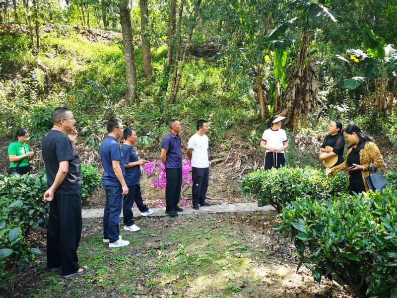 有关于云县政协：对白莺山古茶园保护和开发情况进行专题协商的消息(1)