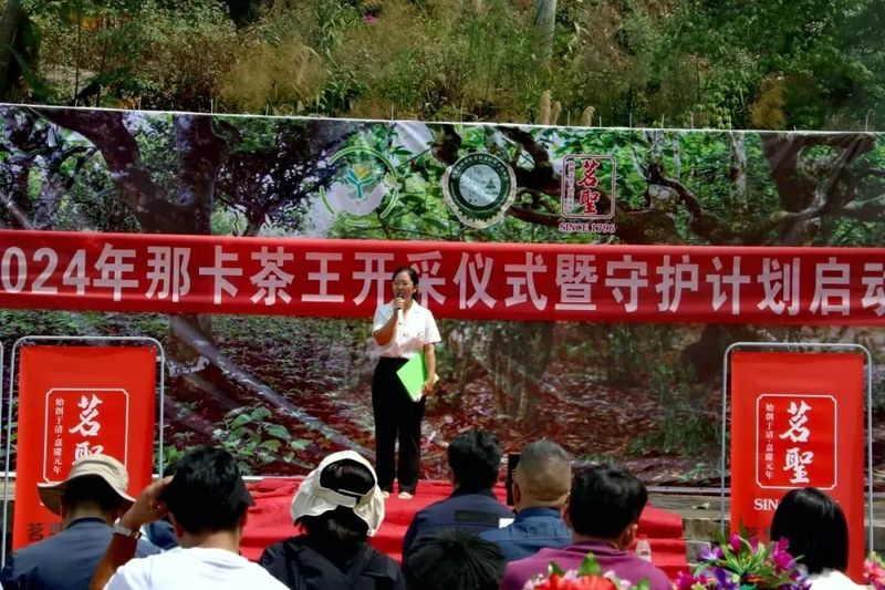 关于勐宋乡举办2024年那卡茶王开采仪式暨守护计划启动仪式的资讯