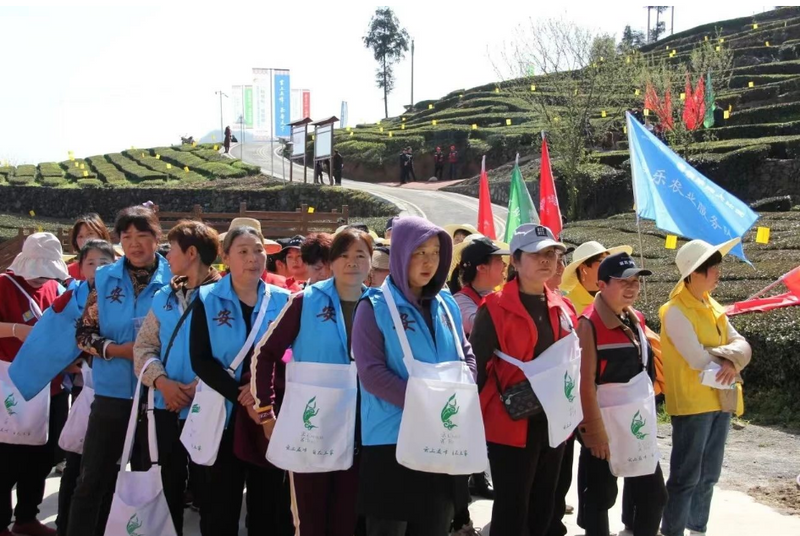 关于五峰开展2024年度“三峡茶师”春茶采摘大比武！的相关内容(1)