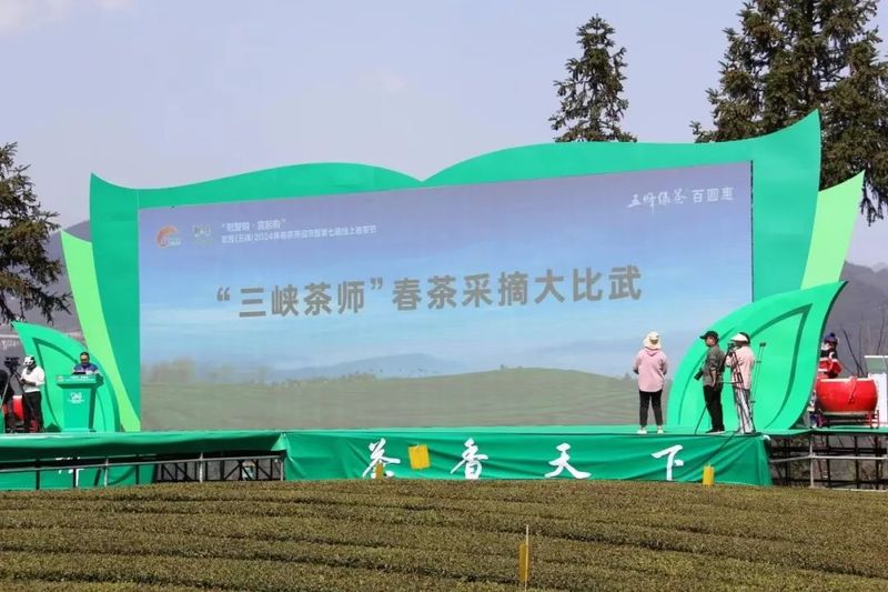 关于五峰开展2024年度“三峡茶师”春茶采摘大比武！的相关内容
