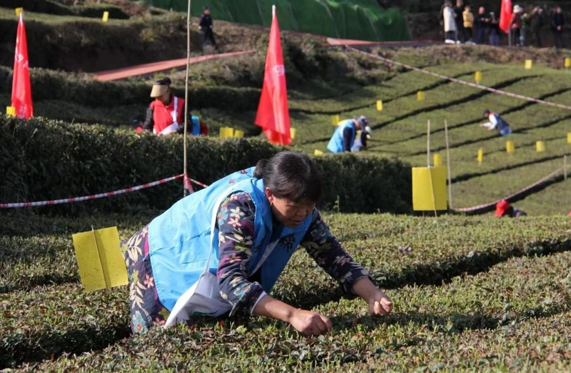 关于五峰开展2024年度“三峡茶师”春茶采摘大比武！的相关内容(3)