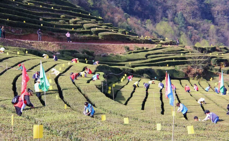 关于五峰开展2024年度“三峡茶师”春茶采摘大比武！的相关内容(2)