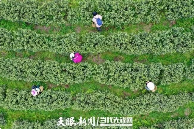 有关于神鹊制佳肴 茶香漫唇齿的内容(1)