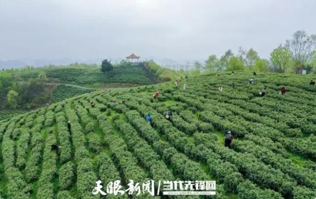 有关于神鹊制佳肴 茶香漫唇齿的内容