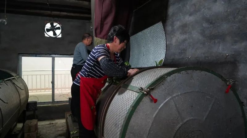 有关于古田凤埔：春茶吐翠采摘忙 茶叶飘香助振兴的新闻(3)