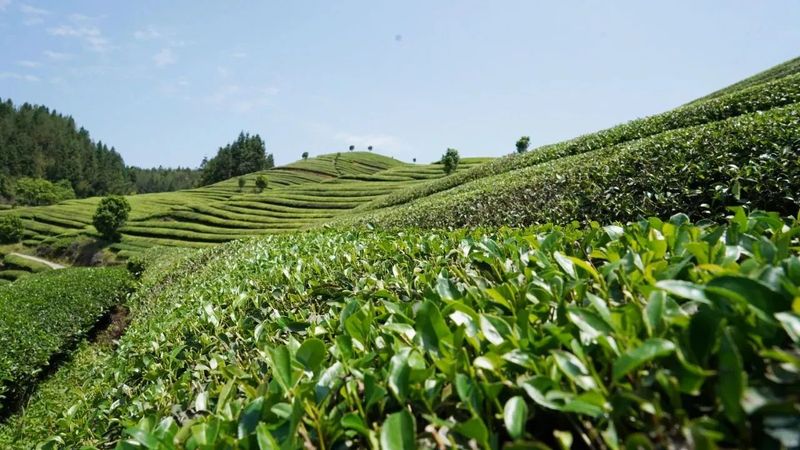 有关于古田凤埔：春茶吐翠采摘忙 茶叶飘香助振兴的新闻(1)