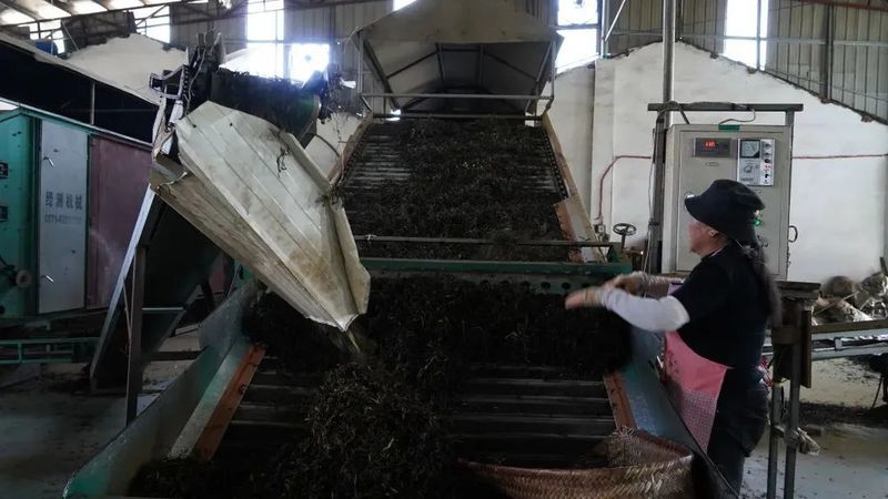 有关于古田凤埔：春茶吐翠采摘忙 茶叶飘香助振兴的新闻(2)