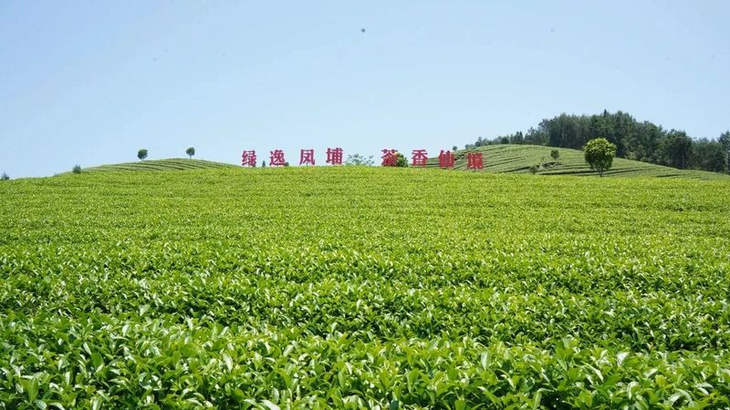 有关于古田凤埔：春茶吐翠采摘忙 茶叶飘香助振兴的新闻(4)