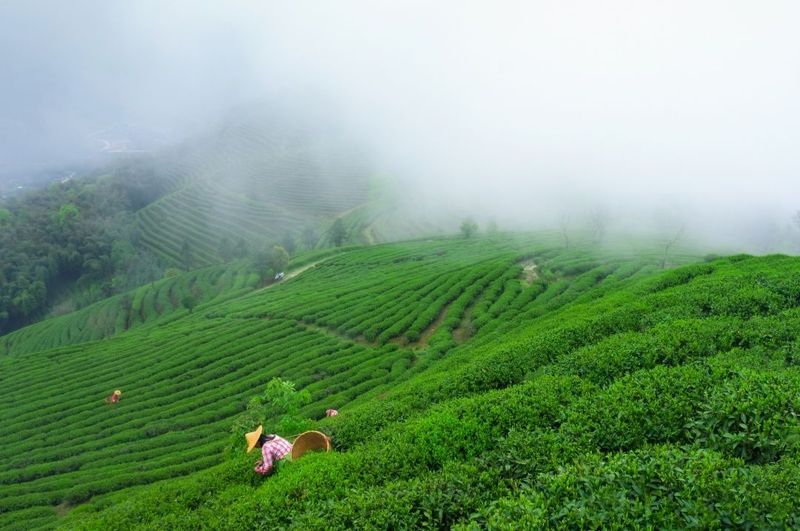 关于福建福安“三茶”统筹飘馨香 融合发展见成效的最新消息(1)