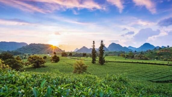 有关于英德红茶 广东茶叶品牌排名第一！的相关信息