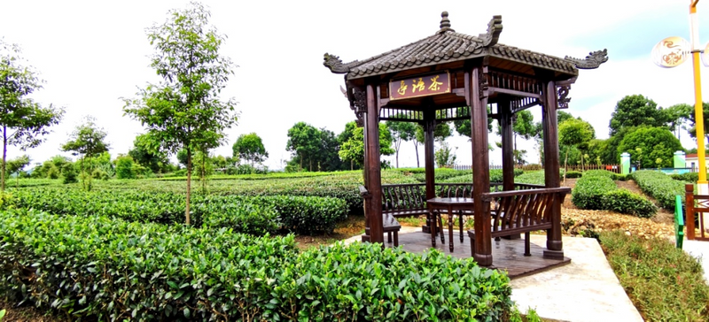 关于夹江绿茶拓展中亚市场 飘香“一带一路”的最新消息(4)