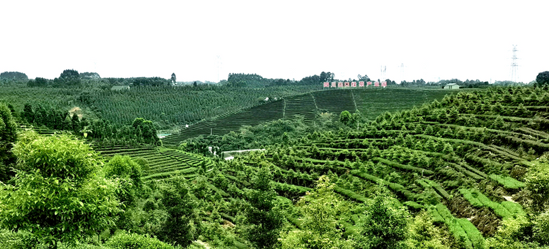 关于夹江绿茶拓展中亚市场 飘香“一带一路”的最新消息(2)