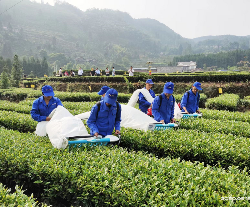 关于夹江绿茶拓展中亚市场 飘香“一带一路”的最新消息(3)