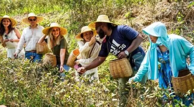 有关于五指山市举办2023第四届国际茶日暨第十五届全民饮茶文明实践活动的新闻(1)