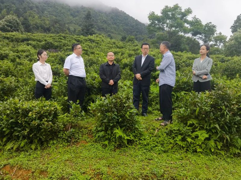 有关于贺州市政府发展研究中心到开山镇调研白毛茶产业的消息