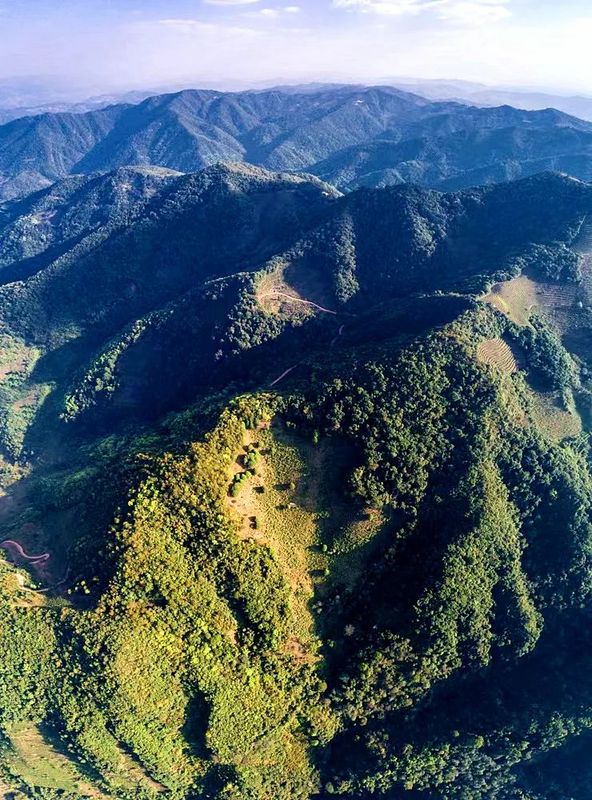 关于墨江“凤凰山·普洱茶”斗茶大赛金奖产品发布的内容(3)