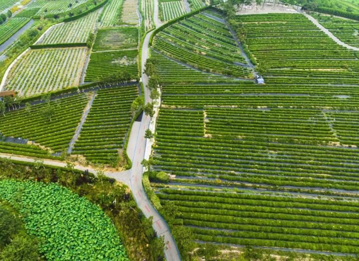 关于“链”上发力 茶产业快速发展的内容