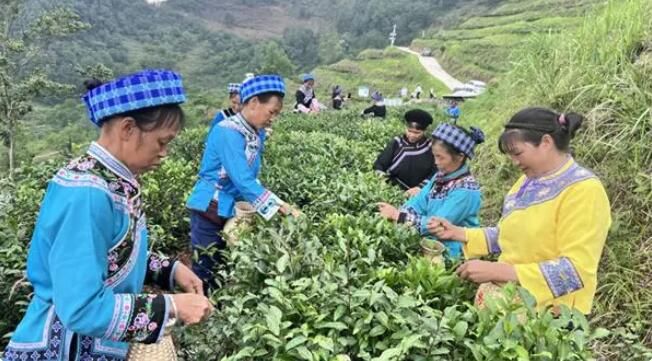 有关于望谟：采茶品茗观茶艺 喜迎国际茶日的相关信息(2)