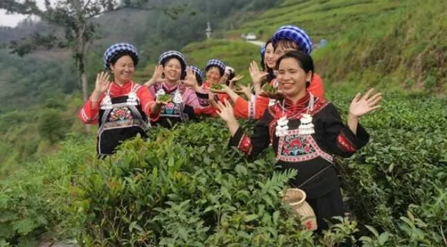 有关于望谟：采茶品茗观茶艺 喜迎国际茶日的相关信息(1)