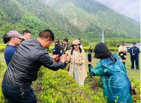 有关于西藏林芝举行2023年国际茶日暨易贡赏茶节活动的内容(1)
