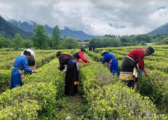 有关于西藏林芝举行2023年国际茶日暨易贡赏茶节活动的内容(2)